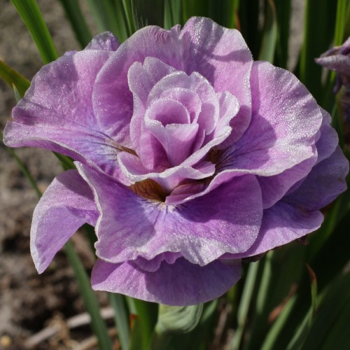 Iris sibirica 'Pink Parfait' - Siberi iiris 'Pink Parfait' C1,5/1,5L